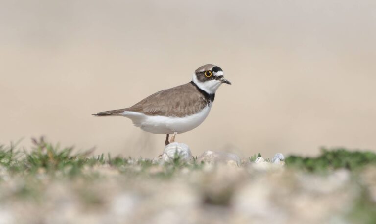 Little Ringed Plover