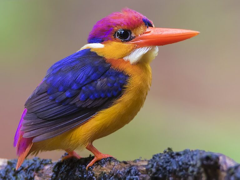 Oriental Dwarf Kingfisher
