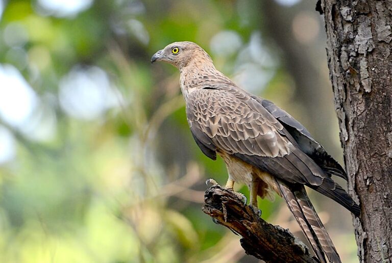 Oriental Honey Buzzard