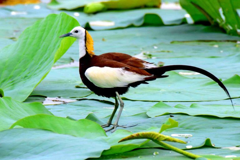 Pheasant-tailed Jacana