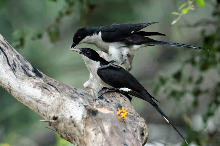 Pied Cuckoo