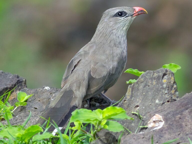Sirkeer Malkoha