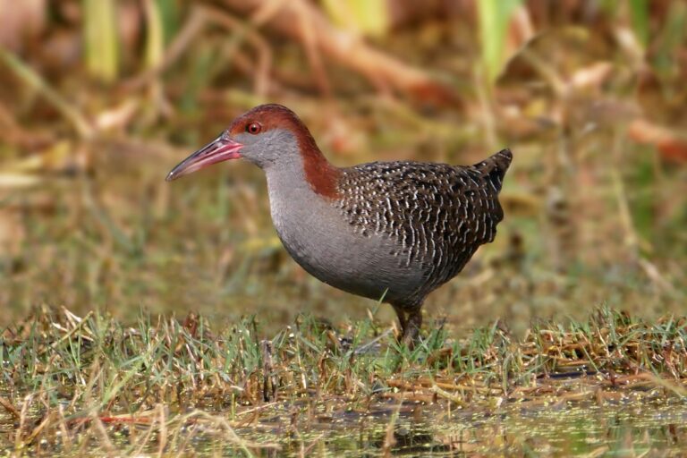 Slaty-breasted Rail