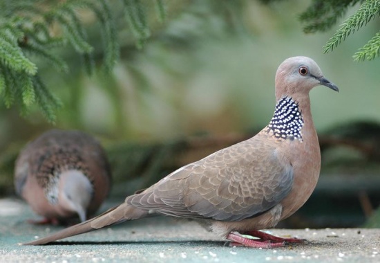 Spotted Dove