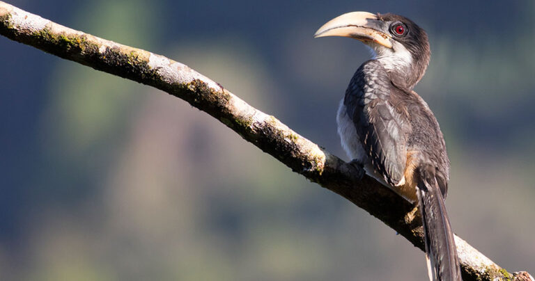 Sri Lanka Grey Hornbill