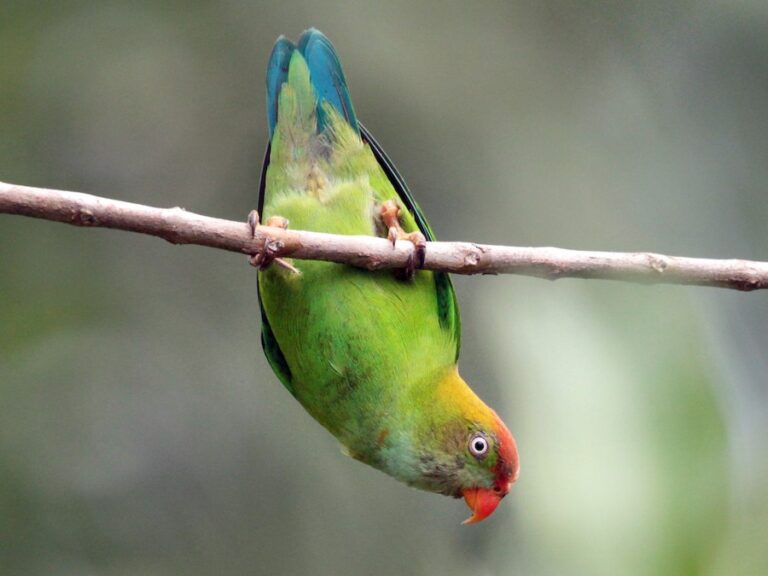 Sri Lanka Hanging Parrot