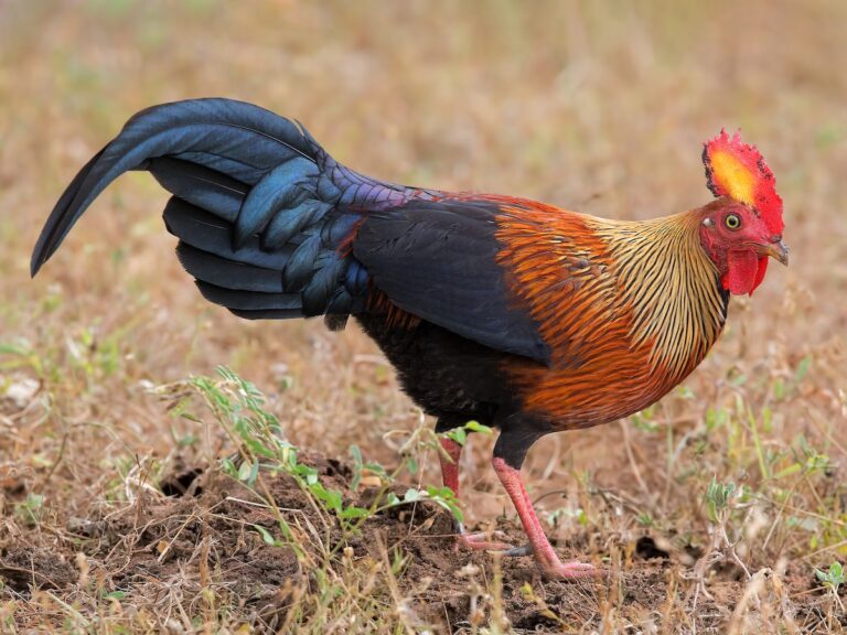 Sri Lanka Junglefowl