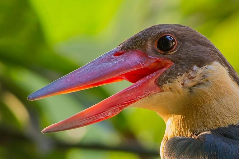 Stork-billed Kingfisher