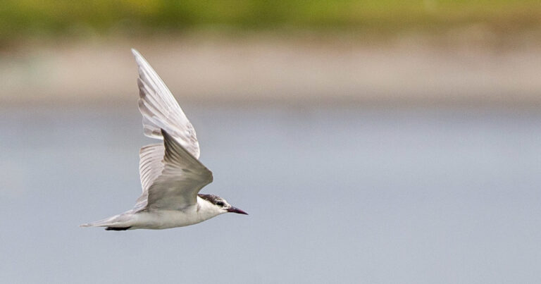 Whiskered Tern