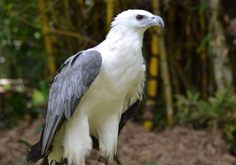 White-bellied Sea Eagle