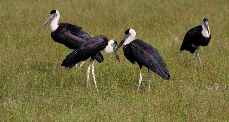 Wooly-necked Stork