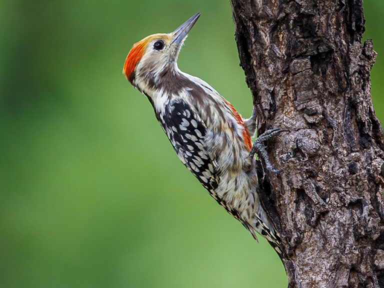 Yellow-crowned Woodpecker