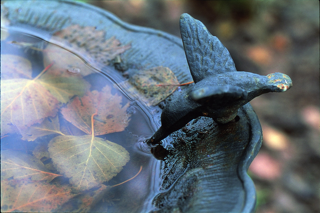 A garden bird bath