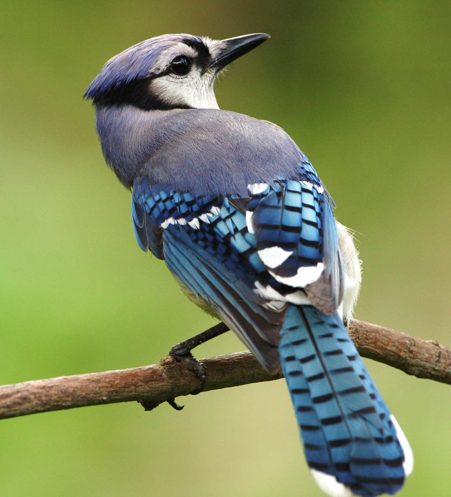 A blue jay