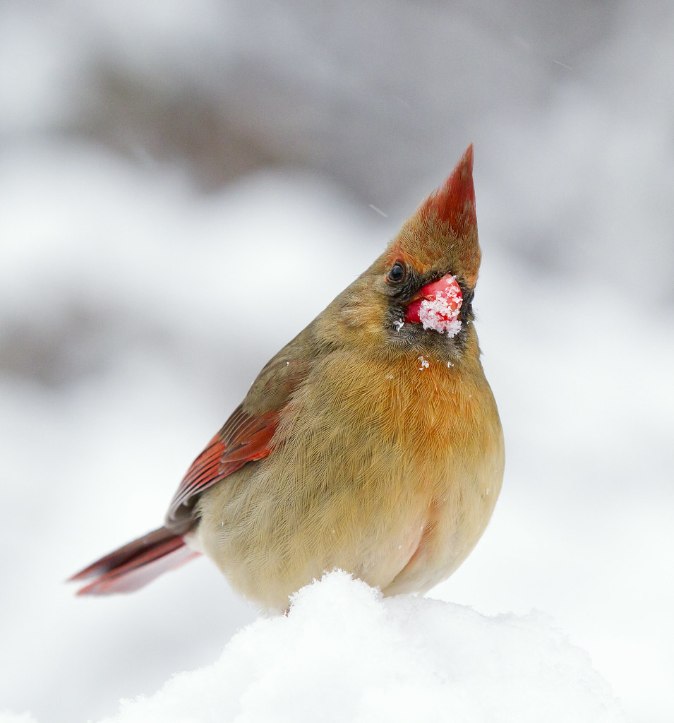A red northern cardinal